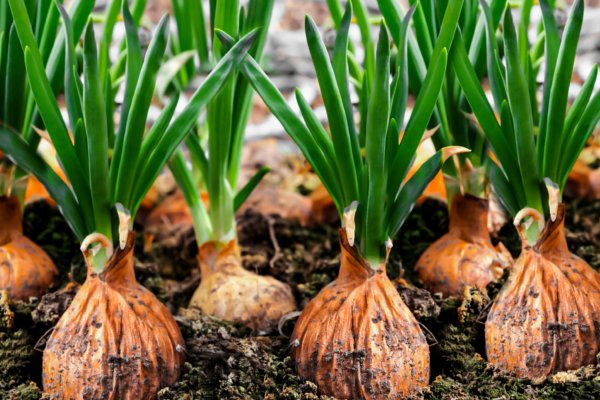Kraken istand onion ссылка