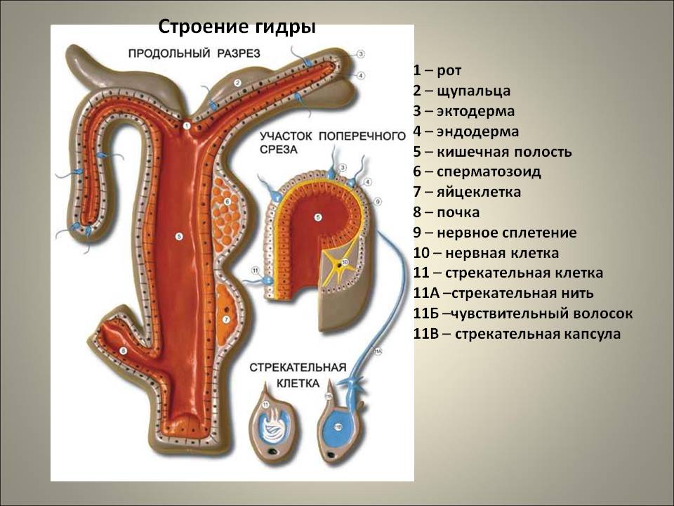 Кракен сайт бошки