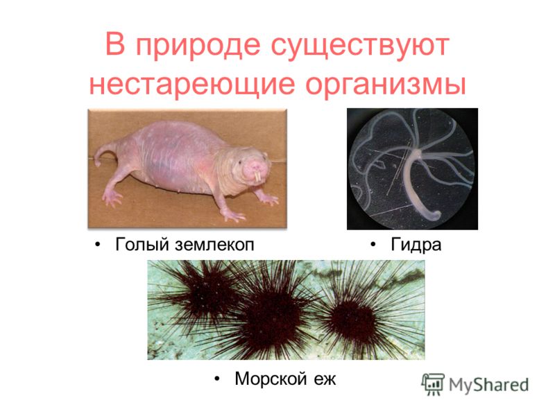 Зеркало кракен